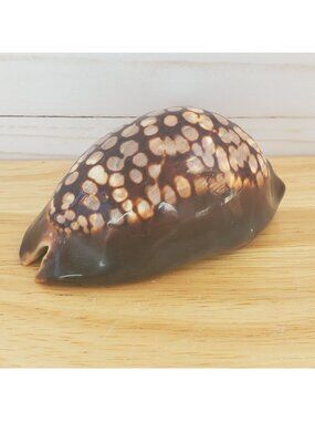Polished Tiger Cowrie Shell 3" Glossy Brown And Cream Nautical Coastal Decor